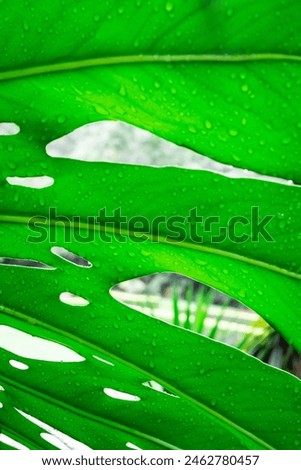 Close up Palm tree leaves in the Botanic garden in São Paulo, Brazil.