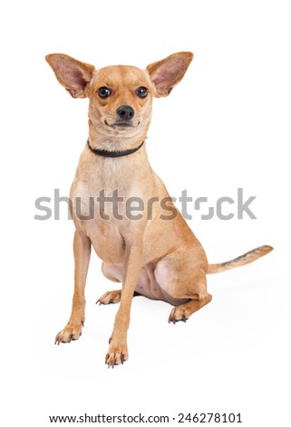 An attentive Chihuahua Mixed Breed Dog sitting while looking into the camera. 
