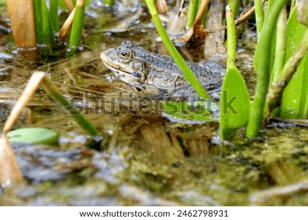 Frog sits in the water between the leaves. Royalty-Free Stock Photo #2462798931