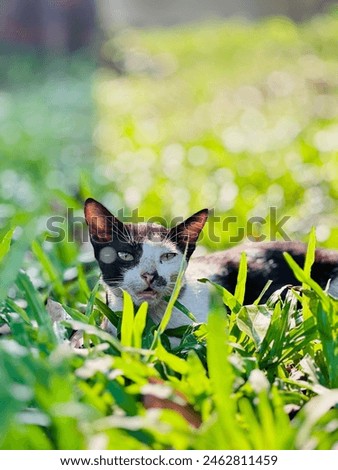 Cute Cat play in the nature