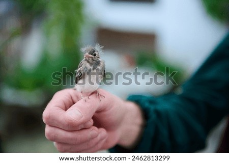 Close-up photography of a small baby bird sitting in the hands of a man. People and animals themes