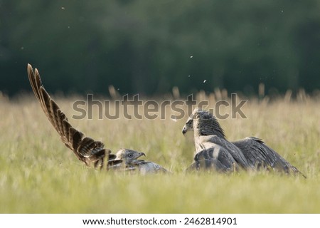 Common buzzards - Buteo buteo fighting on ground in spring green grass. Green background. Photo from Lubusz Voivodeship in Poland.