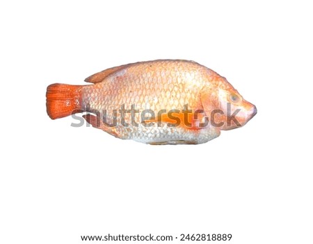 Fresh red tilapia fish isolated on white background
