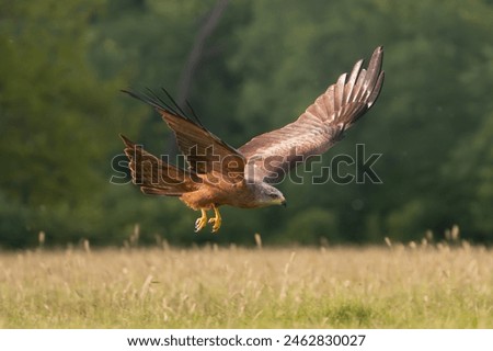 black kite - Milvus migrans in flight with meadow and trees in background. Photo from Lubusz Voivodeship in Poland.