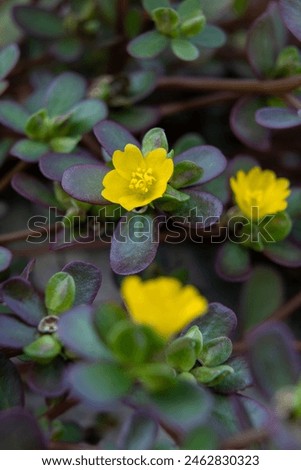 Closeup of common purslane otherwise known as pursley, red root or pigweed. A plant rich in nutients such as omega 3 Royalty-Free Stock Photo #2462830323
