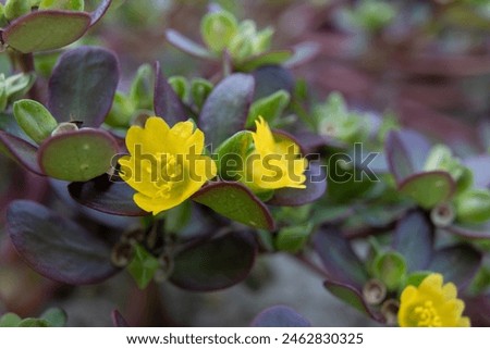 Closeup of common purslane otherwise known as pursley, red root or pigweed. A plant rich in nutients such as omega 3 Royalty-Free Stock Photo #2462830325