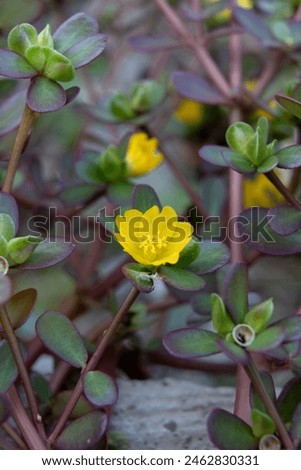 Closeup of common purslane otherwise known as pursley, red root or pigweed. A plant rich in nutients such as omega 3 Royalty-Free Stock Photo #2462830331
