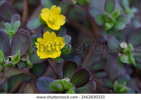 Closeup of common purslane otherwise known as pursley, red root or pigweed. A plant rich in nutients such as omega 3 Royalty-Free Stock Photo #2462830333