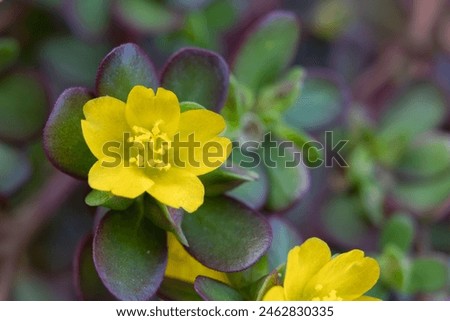 Closeup of common purslane otherwise known as pursley, red root or pigweed. A plant rich in nutients such as omega 3 Royalty-Free Stock Photo #2462830335