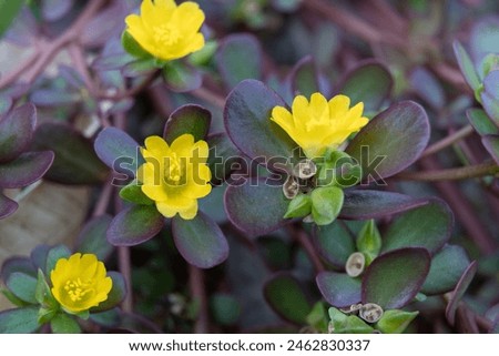 Closeup of common purslane otherwise known as pursley, red root or pigweed. A plant rich in nutients such as omega 3 Royalty-Free Stock Photo #2462830337