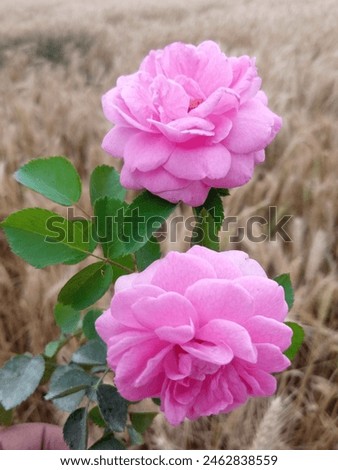 pink couple roses in greenery