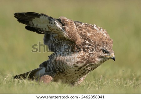 Common buzzard - Buteo buteo on ground at green background. Photo from Lubusz Voivodeship in Poland.