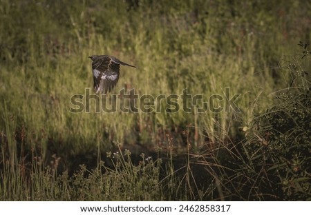 Northern Mockingbird in Flight with Legs tucked and shadow