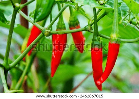 Chili plants look fresh with contrasting colors
