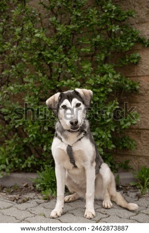 A large gray dog ​​sits against the background of a green bush and a brick fence. The dog looks at the camera. Vertical photography.