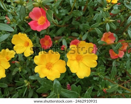 Rose moss Or Portulaca Grandiflora is an ornamental plant belonging to the Portulacaceae family originating from South America.
