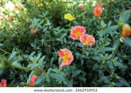 Rose moss Or Portulaca Grandiflora is an ornamental plant belonging to the Portulacaceae family originating from South America.