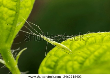 stinkbug in the wild state  Royalty-Free Stock Photo #2462916403