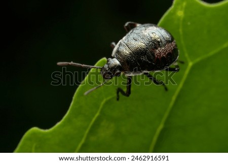 Stinkbug nymph in the wild state  Royalty-Free Stock Photo #2462916591