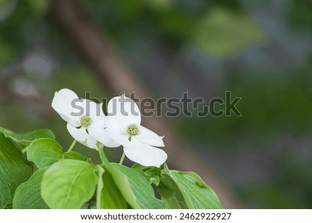 Korean dogwood flower with small flowers blooming surrounded by four white bracts. Cornus kousa Royalty-Free Stock Photo #2462922927