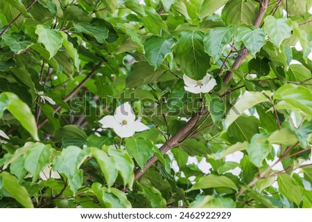 Korean dogwood flower with small flowers blooming surrounded by four white bracts. Cornus kousa Royalty-Free Stock Photo #2462922929