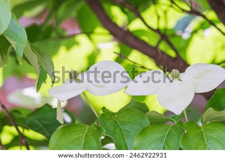 Korean dogwood flower with small flowers blooming surrounded by four white bracts. Cornus kousa Royalty-Free Stock Photo #2462922931