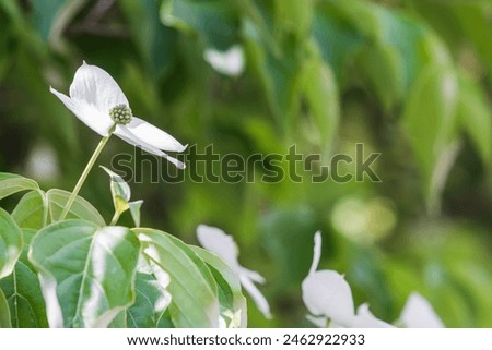 Korean dogwood flower with small flowers blooming surrounded by four white bracts. Cornus kousa Royalty-Free Stock Photo #2462922933
