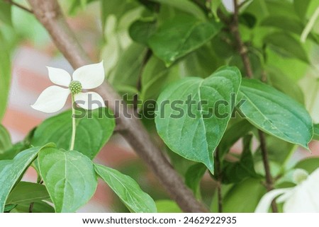 Korean dogwood flower with small flowers blooming surrounded by four white bracts. Cornus kousa Royalty-Free Stock Photo #2462922935