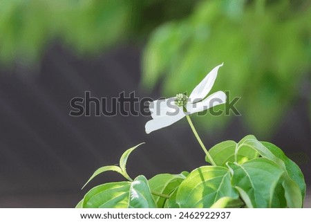 Korean dogwood flower with small flowers blooming surrounded by four white bracts. Cornus kousa Royalty-Free Stock Photo #2462922937