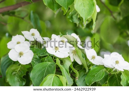 Korean dogwood flower with small flowers blooming surrounded by four white bracts. Cornus kousa Royalty-Free Stock Photo #2462922939