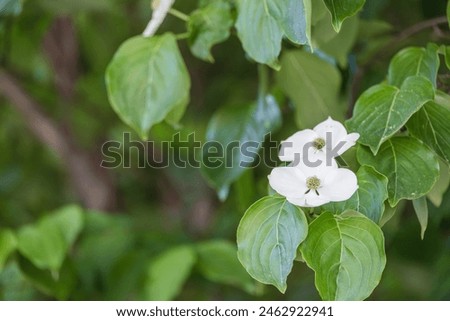 Korean dogwood flower with small flowers blooming surrounded by four white bracts. Cornus kousa Royalty-Free Stock Photo #2462922941