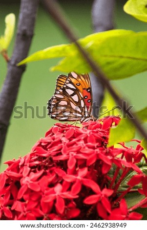 Beautiful fritellary butterfly hidden in between blossom on atree. Royalty-Free Stock Photo #2462938949