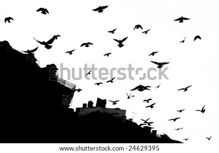 Pigeons in Krakow. Black/white Royalty-Free Stock Photo #24629395