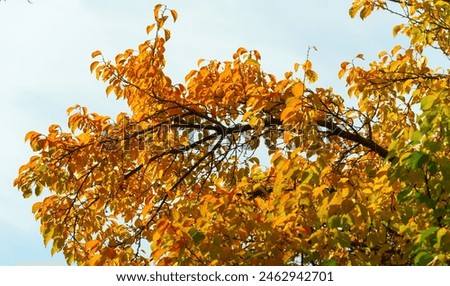 Autumn leaves on the branches of trees. Autumn leaves fall like gold, like a rainbow, as the winds of change begin to blow, ignoring the later days of September.