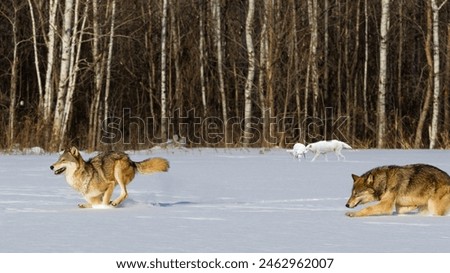 Wolves are playing in snow, background forest