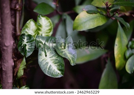 A close-up view of garden foliage bathed in the soft hues of dusk, the deep green leaves adorned with delicate white veins, creating a sense of understated elegance and quiet contemplation.