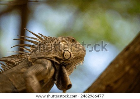 Wild Iguanas Casually Hang Out on Vieques Royalty-Free Stock Photo #2462966477