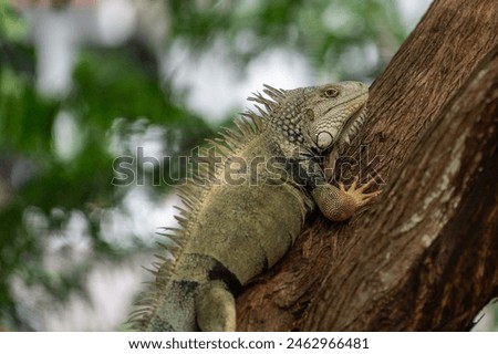 Wild Iguanas Casually Hang Out on Vieques Royalty-Free Stock Photo #2462966481