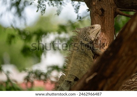 Wild Iguanas Casually Hang Out on Vieques Royalty-Free Stock Photo #2462966487