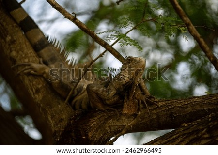 Wild Iguanas Casually Hang Out on Vieques Royalty-Free Stock Photo #2462966495