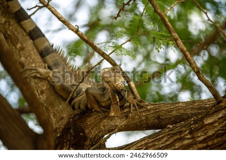 Wild Iguanas Casually Hang Out on Vieques Royalty-Free Stock Photo #2462966509