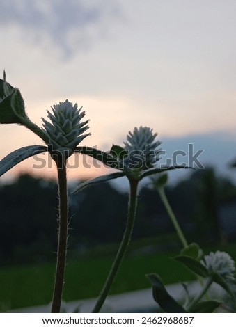 Sunset in the background make it looks beautiful of little flowers. 