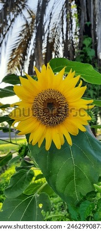 Artistic arrangement of green leaves and sunflowers in a flat lay nature theme