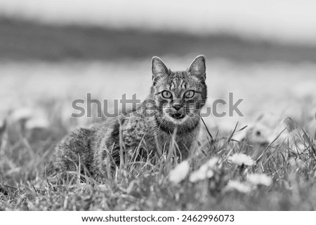 Black and white photo af a beautiful tabby cat. Felis silvestris catus. 