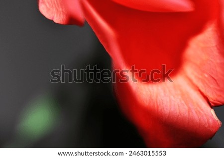 rose - like painted picture- art  Royalty-Free Stock Photo #2463015553