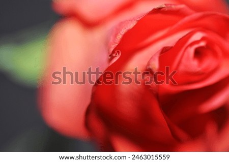 rose - like painted picture- art  Royalty-Free Stock Photo #2463015559