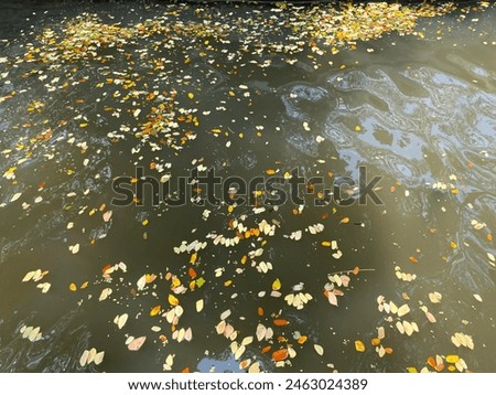 Picture of a pond rich in plants Water in a light green canal, close-up canal with leaves, dirt falling on the surface of the water, abstract image, environmental, nature.