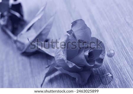 rose in monochrom blue colour - like painted picture - congratulation card design