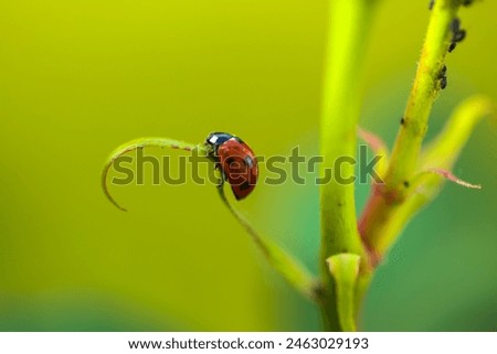 Ladybug on rose, in the background, ants and lice