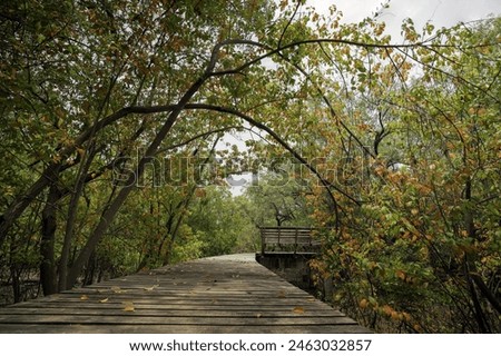A wooden walkway with a tree tunnel with red and green leaves Royalty-Free Stock Photo #2463032857